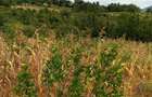 5,000 m² Land at Kilimambogo - 5
