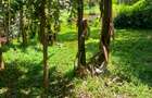 1.0 ac Land at Kandara Road - 5