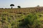 Land in Kilifi - 12
