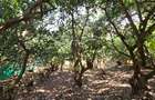 4 Bed House with En Suite at Loresho Loresho - 4