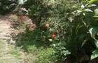 10 Bed House with Garden at Mwea - 4