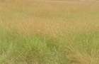 Land in Karen - 2