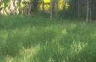 1.2 ac Land in Ngong - 1