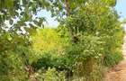 Land at Diani Beach Road - 4