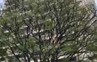 566 ft² Commercial Property with Service Charge Included at Argakhan Walk - 5