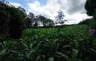 Land at Kirawa Road - 12