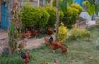 10 Bed House with Garden at Mwea - 10