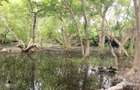 7 ac Land in Watamu - 10