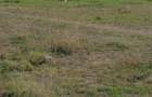 4.8 ac Commercial Property with Garden in Athi River - 10
