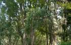 6 Bed House at Rosslyn Lone Tree - 4