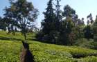 5 ac Land at Tigoni - 5