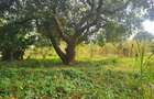 Land in Lower Kabete - 2