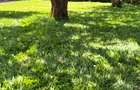 0.75 ac Commercial Land in Lavington - 5