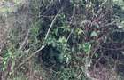 3,182 m² Residential Land at Vipingo Ridge Estate - 4
