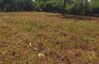 Residential Land in Ruiru - 4