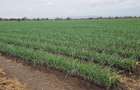 Land in Bisil - 1