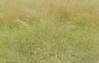 Land in Karen - 8