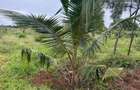 3.8 ac Land in Vipingo - 13