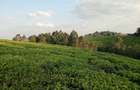 0.5 ac Land in Tigoni - 8