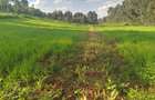 Land at Kibirichia - 17