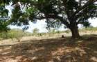 10,000 ft² Land in Vipingo - 5