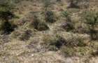 5 ac Land at Sholinke - 4