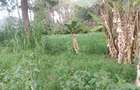 Land at Kibiko Ngong - 17