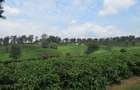 Land in Kiambu Town - 4