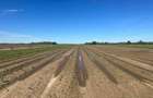 Land at Molo - 2
