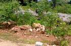 1,000 m² Residential Land at Vipingo - Kuruwitu - 1