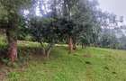 6 ac Land in Tigoni - 5