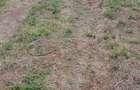 10 ac Land at Mweiga - 3