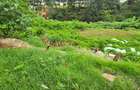 Residential Land at Kitisuru Road - 7