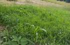 Residential Land at Kerarapon Road - 1