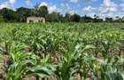 464 m² Land at Mavueni - 12