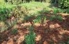 Residential Land at Thome. - 3