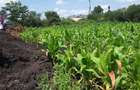 0.125 ac Residential Land in Ongata Rongai - 10