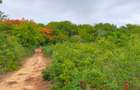 Land in Vipingo - 17