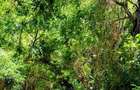 Land in Vipingo - 10 Land in Vipingo - 10
