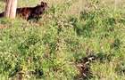 36 ac Land in Kikuyu Town - 19