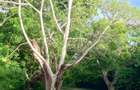 90 ac Residential Land at Kuruwitu-Vipingo - 10