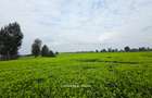 995 ac Land in Tigoni - 2