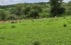 540 ac Land in Bisil - 7