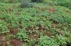 1.3 ac Land at Kiambu Road - 1