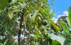 0.444 ac Residential Land at Green Castle - 2