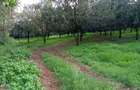 50 ft² Residential Land at Juja - 16