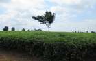 Land in Kiambu Town - 6