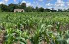 505 m² Land at Mavueni - 12
