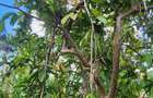 0.444 ac Residential Land at Green Castle - 7