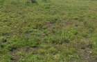 0.045 ac Residential Land at Kitengela Acacia - 11